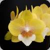 Phal. Allura Tropica